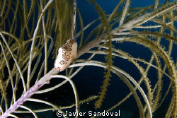 flamingo snail on soft coral, by Javier Sandoval 